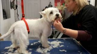 HOW TO DO A WESTIE [upl. by Philps]