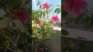 Hibiscus flowering plant hibiscusflower [upl. by Shute550]