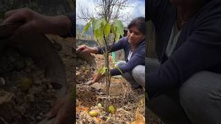 Salí abonar mis aguacatales con residuos orgánicos abonoorganico plantas mujerdecampo [upl. by Faye120]