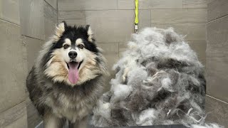 Husky dog EXTREME Grooming Makeover 6 Hour Transformation 😳 [upl. by Ayiotal216]