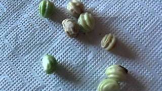 Collecting Nasturtium Seed [upl. by Marysa]