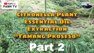 VLOG 16 Integrated farming  Citronella Plant Part 2 Tamang proseso sa pag extract ng essential oil [upl. by Hartman]