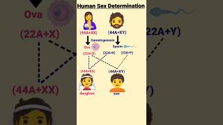 sex determination  principle of inheritance and variation [upl. by Neeruan884]