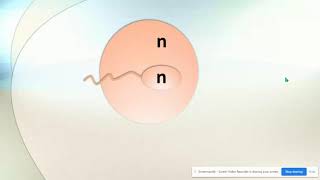 Haploid vs Diploid amp Homologous Chromosomes [upl. by Annoyek247]