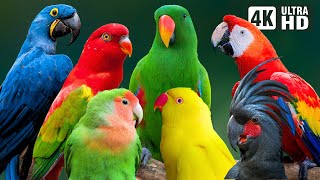 MOST BEAUTIFUL PARROTS ON EARTH  COLORFUL BIRDS  RELAXING SOUNDS  STUNNING NATURE  STRESS RELIEF [upl. by Nerw]