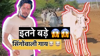 इतने बड़ी सिंगों वाली गाय कैसे आगयी😱😱baawalechorecows dailyvlog cowvlog baawalechore dailylife [upl. by Mariette499]