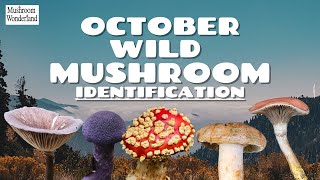 October Wild Mushroom Identification 2024 [upl. by Adnavoj]