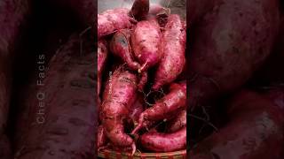 How to Grow Sweet Potatoes at Home Using Plastic Bags plants shorts farming [upl. by Ronoel]