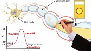 Action Potential Depolarization Repolarization Refractory Period Physiology Made Easy [upl. by Kynthia]