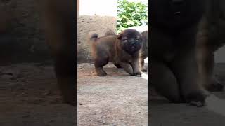 Caucasian shepherd dog puppies newsong punjabi familydog allbreeds doglover [upl. by Kaile594]