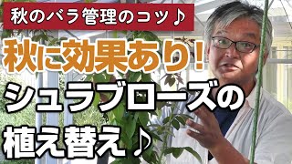 【バラの育て方】秋のバラ管理のコツ♪秋に効果あり！シュラブローズの植え替え♪（2024年9月27日） [upl. by Airot62]