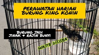 PERAWATAN HARIAN BURUNG KING KONIN AGAR CEPAT GACOR  KING KONIN GACOR  KONIN GACOR  KOLIBRI GACOR [upl. by Aihcrop475]