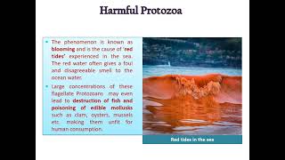 F Y Zoo I Chap 3 Part III Economic Importance of Protista [upl. by Staffan]