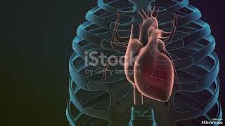 The Human Heart Structure Function and Health Explained [upl. by Hutner]