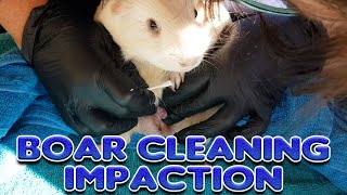 Guinea pig Boar Cleaning Impaction  Cavy Central [upl. by Vallonia295]