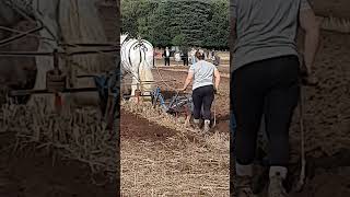 Traditional Horse Ploughing at the 73rd British National Ploughing Championships 13th October 2024 [upl. by Kippar]