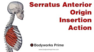 Serratus Anterior Anatomy Origin Insertion amp Action [upl. by Duston412]