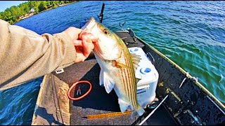 SPOONING LAKE MURRAY STRIPERS [upl. by Anyk]