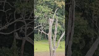 Periyar National Park Thekkady [upl. by Docile925]