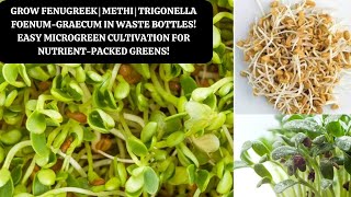 Grow Fenugreek Microgreen  Methi  Trigonella foenum graecum in Waste Bottles [upl. by Vallie331]