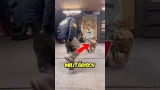 Militärhund zeigt was er kann 🤯 [upl. by Nazar]