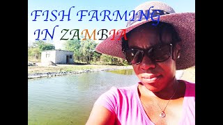 5 TIPS TO START FISH FARMING IN ZAMBIA AS A BEGINNER LIKE ME  MY STORY [upl. by Enyamrahc576]