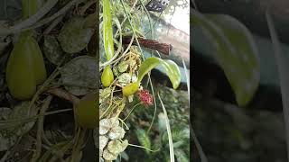 Bulbophyllum Crassipes Orchid blooming budorchidflowers naturesorchid flowers [upl. by Hibbitts417]