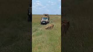 Lions of Maasai Mara [upl. by Wickner]