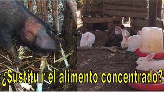 Caña de azúcar como alternativa energética en la alimentación de animales [upl. by Ranit]