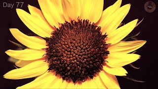 🌻 Sunflower Growing from Seed to Flower 🌻  100 Days Time Lapse [upl. by Cathleen]