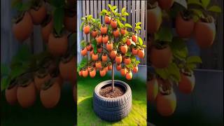 Persimmon Planting Secrets to MAXIMIZEYour Harvest farming satisfying shorts [upl. by Anestassia]