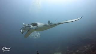 Scuba Diving in Maldives Maldiviana Liveaboard  APR  2023  Ari Atolls [upl. by Annaoj]