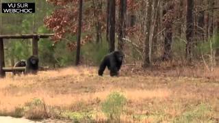 100 chimpazés de laboratoire libérés voient pour la première fois le ciel [upl. by Jestude720]