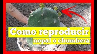 Como reproducir Nopales Chumbera Opuntia Indica [upl. by Javed]