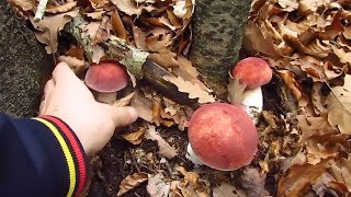 Funghi Porcini August 2018  Boletus Edulis [upl. by Ancalin405]