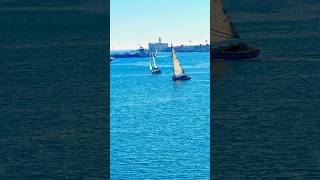 Playing with Sailboats ⛵️ in Port of Los Angeles sailboat shiplife seaman [upl. by Pontius]