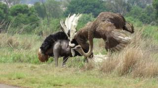 Ostrich Mating Dance [upl. by Bomke93]