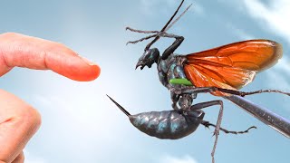 STUNG by a GIANT Tarantula Hawk [upl. by Etnovad775]