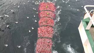 Fishing trip on trawler Ljósafell from Iceland [upl. by Ecirtnuahs560]