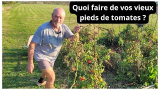 Quoi faire de vos vieux pieds de tomates en fin de saison [upl. by Alleuqahs]