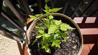 Growing Fall Gold Raspberry Cuttings Days 169327 [upl. by Enyrehtak]