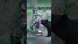 This bear is very intelligent shorts youtubeshorts viralshorts facts [upl. by Duffie]