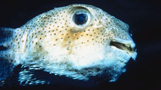 This Pufferfish has the BEST Smile in the Sea  Oceana [upl. by Reemas]