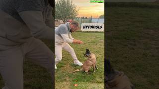 🔥 Special Dog Training dog germanshepherd dogtraining belgianmalinoisdog malinois [upl. by Minette]