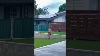 Kangaroos on the loose wildlife in our neighbourhood [upl. by Ennahgem]