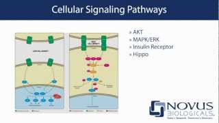 Novus Biologicals Your source for cell signaling research [upl. by Amsa732]