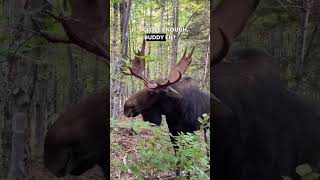 Suspicious Bull Moose  Ozzy Man Reviews [upl. by Dressel551]