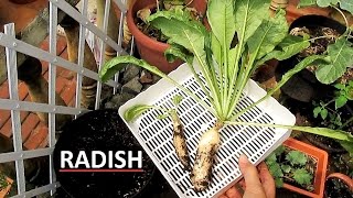 Harvesting DAIKON RADISH in a Container [upl. by Nyrrek]