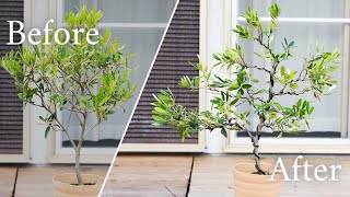 Before amp After Bonsai Timelapse Olive tree transformation by Japanese Master  Wazakura Japan [upl. by Hoi]