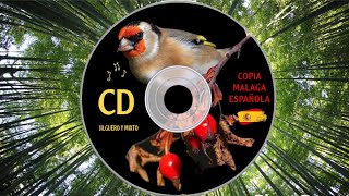 Copia Malaga CD 💿 Limpio para memorización niños jilguero y mixto  CD Goldfinch [upl. by Nich]